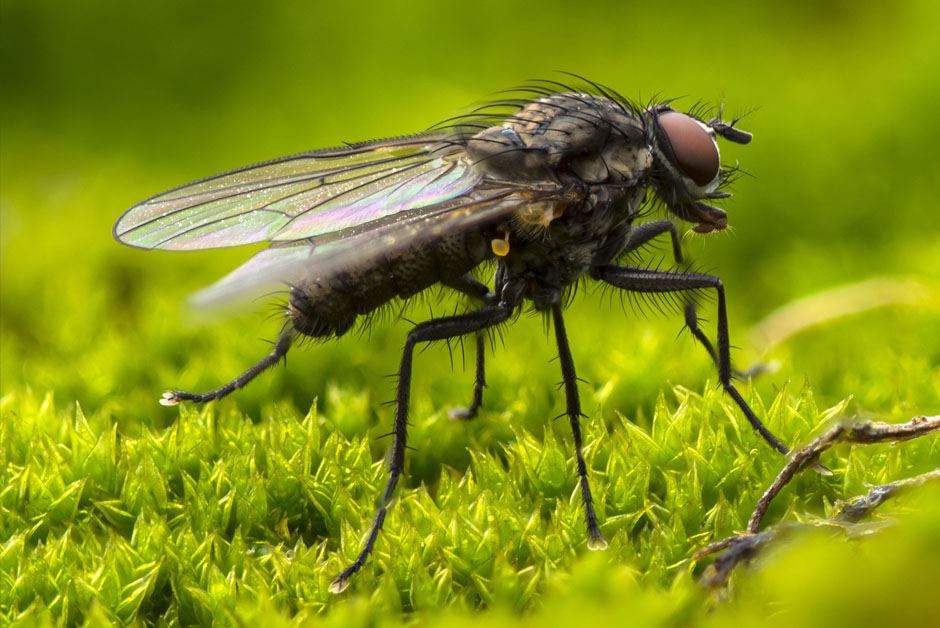 Flies Pest Control